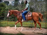 Hing, American paint horse — 3. fotó