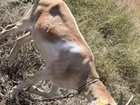 عنزة, Saanen goat — الصورة 5