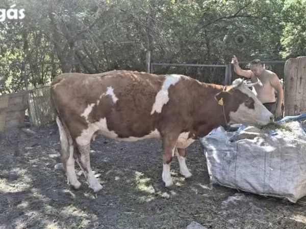Kuh, Aberdeen-Angus