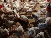 Chickens — foto 7