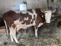 母牛, Limousin cow — 照片 5
