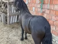 公马, Horses — 照片 3