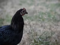 Australorp — photo 1