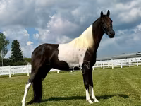 घोड़ा, Tennessee Walking Horse — फ़ोटो 4