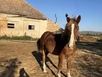 Kůň, Koně — foto 2