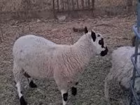 Kos, Cerry Hill sheep — 2. fotó