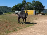 公马, Friesian — 照片 3