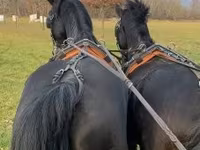 حصان, Hungarian horse breed — الصورة 3