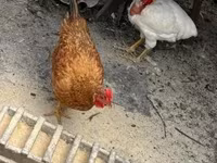 Chickens — 照片 1