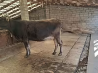 Tehén, Swiss cattle — 8. fotó