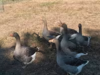 Boz və boz-alacalı Danimarka qazı — foto 1