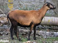 भेड़, Cameroon sheep — फ़ोटो 1