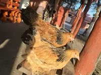 Brahma — photo 5
