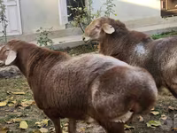 Bélier, Arashan sheep — photo 2