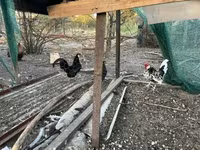 Chickens — फ़ोटो 3