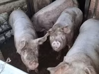 母猪, Pigs — 照片 2