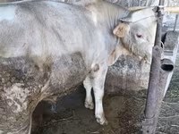 ثور, Swiss cattle — الصورة 6