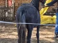 母马, Horses — 照片 6