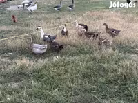 Ducks — foto 1