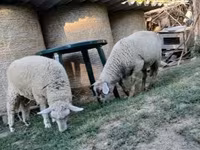 Ram, White Suffolk sheep — photo 5