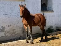 公马, Horses — 照片 6