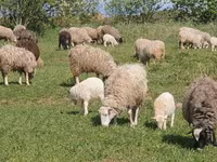 Juh, Edilbay sheep — 3. fotó