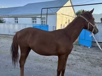 Hing, Arabian horse — 2. fotó