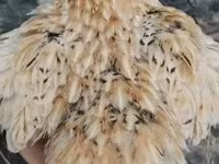 Quails — الصورة 5