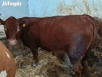 Tehén, Limousin tehén — 2. fotó
