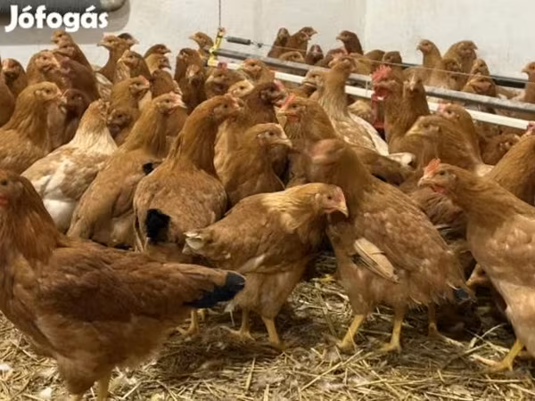 gallina danesa