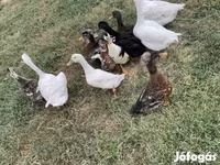 Ducks — zdjęcie 3
