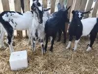 公山羊, Goats — 照片 7