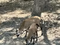 公山羊, Goats — 照片 1