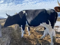 بقرة, Russian Black pied cattle — الصورة 3