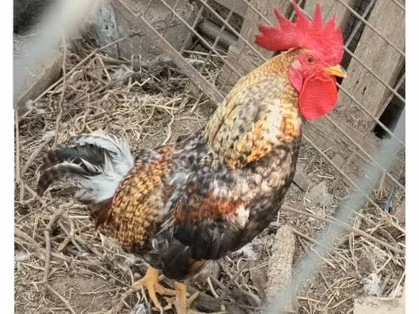 Chickens