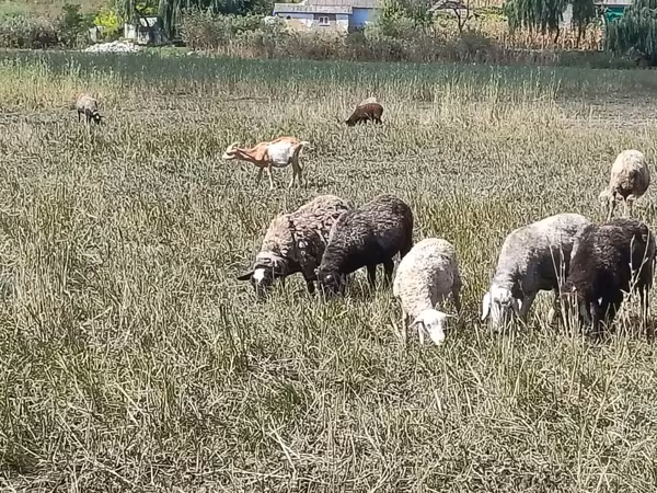 Juh, Romanov sheep