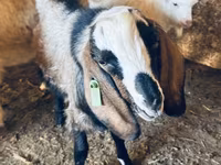 Billy Goat, Nubian Goat — photo 3