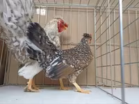 Chickens — फ़ोटो 8