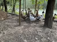 Ducks — 照片 1