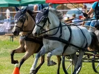 Caballo, Caballos — foto 2