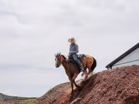 Hing, Quarter Horse — 8. fotó