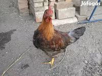 Chickens — Foto 5