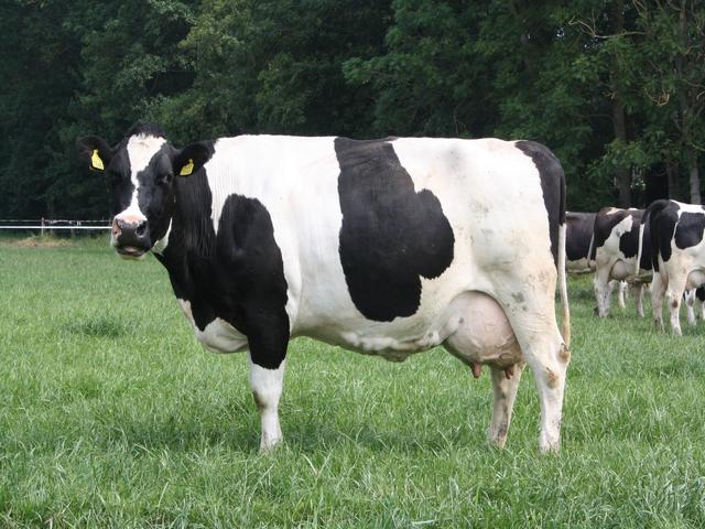 Holland tehen (Kihalt)