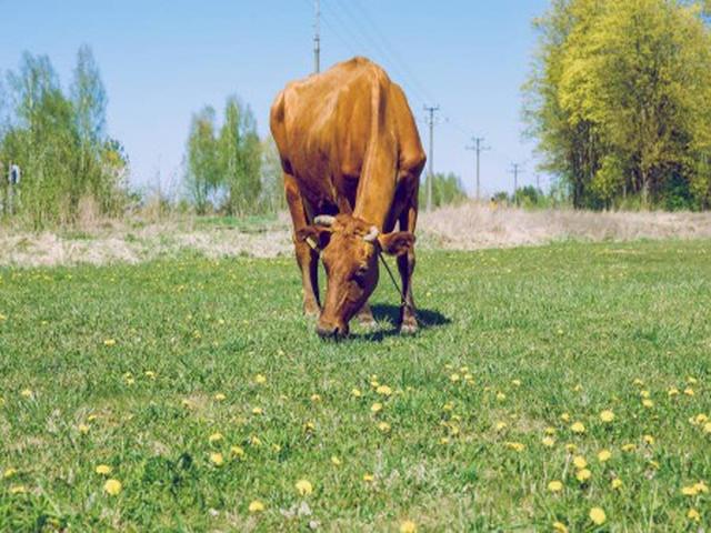 Barna kárpáti fajta