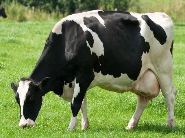Holstein fajta