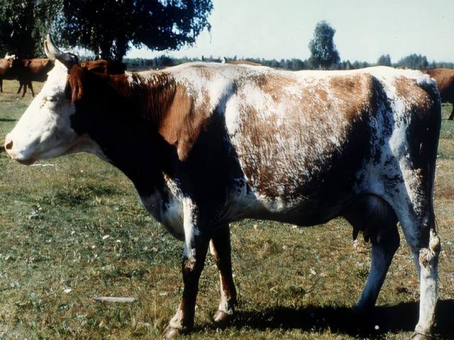 Kurgani tehén