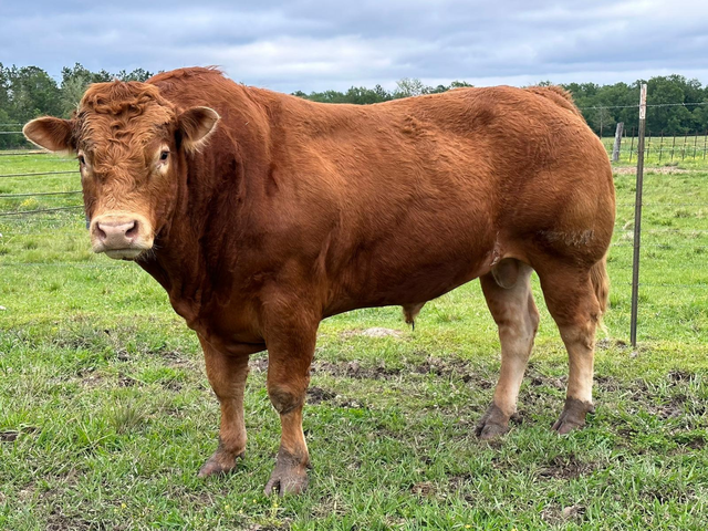 Limousin tehén