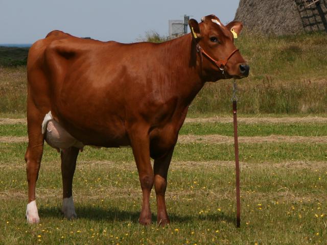 Dán vörös tehén