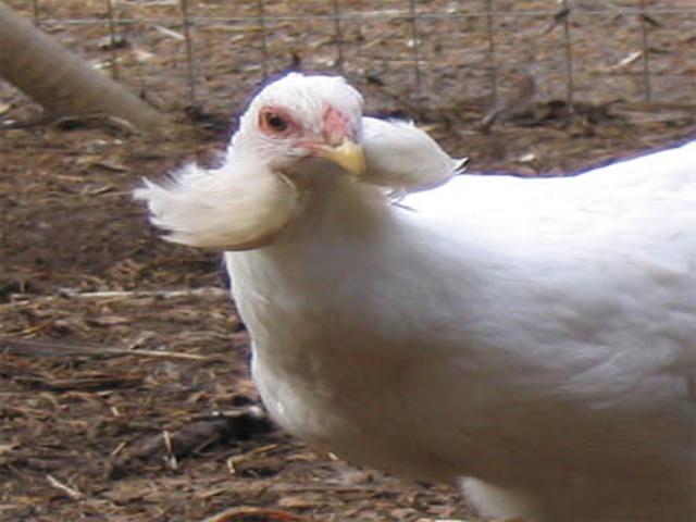 Araucana