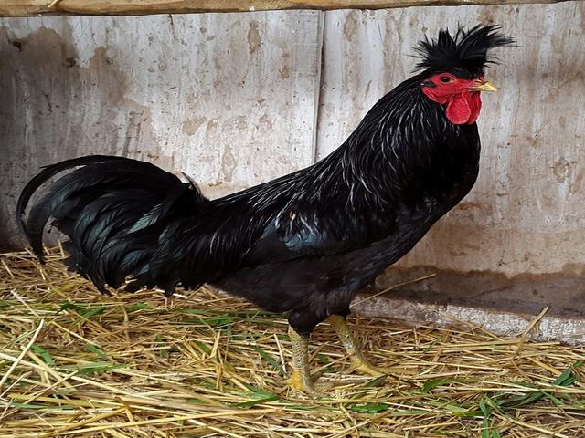 Koszovói Longcrower